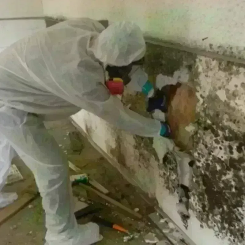 Mold Remediation and Removal in Wakarusa, IN